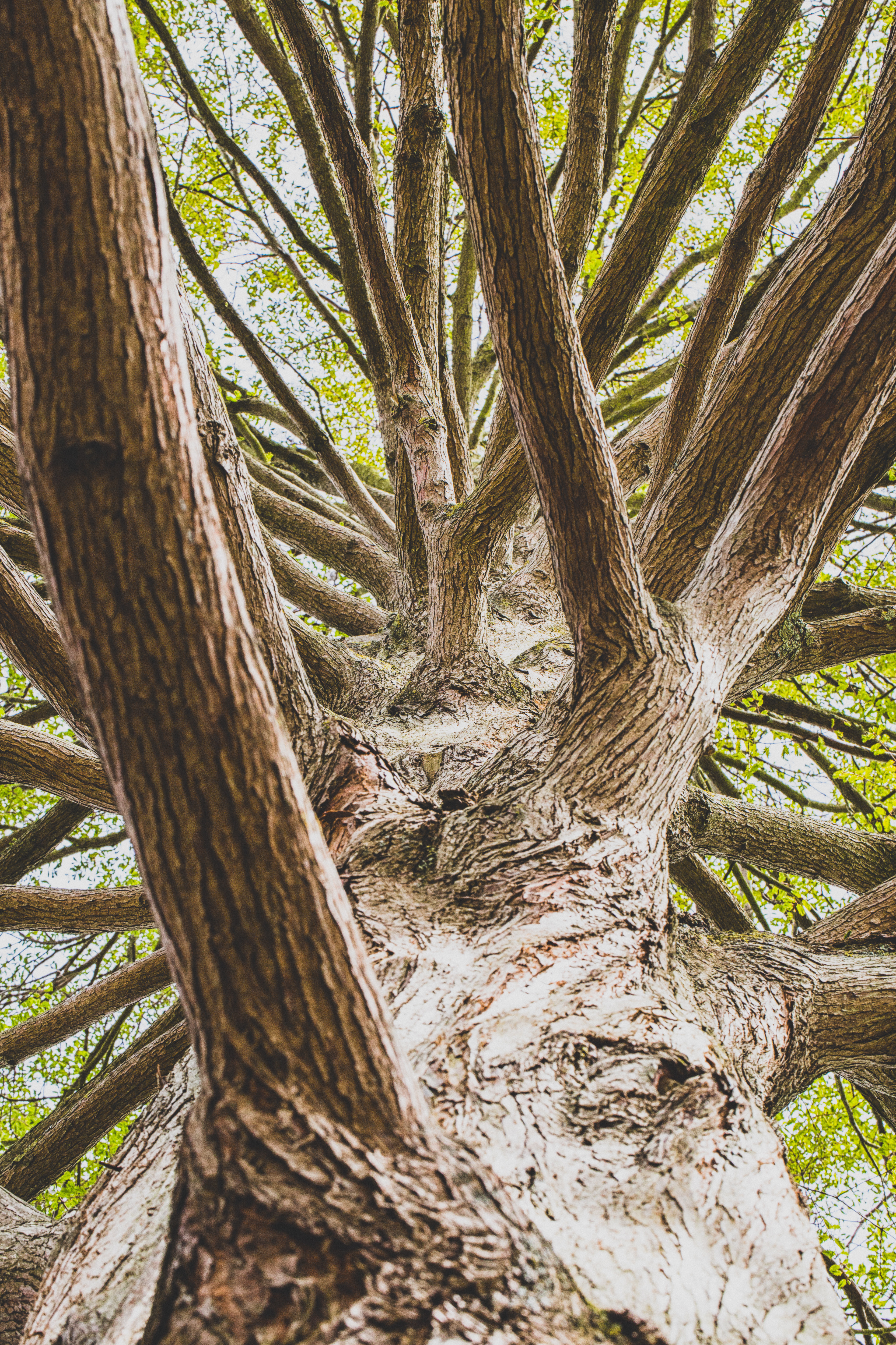 Picture of Tree Removal service in Wyoming,MI