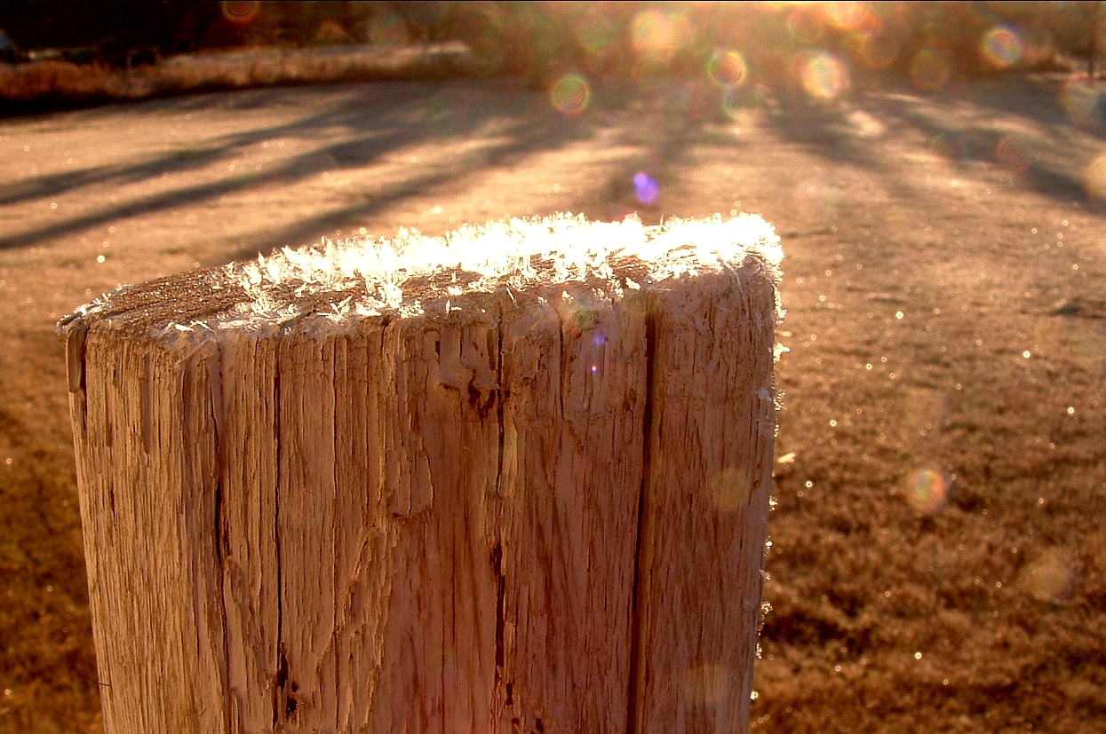 picture of Stump Grinding Services near Davenport,IA